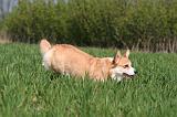 CORGI PEMBROKE 1312